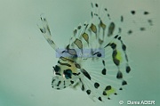 Dendrochirus brachypterus  Pterois nain juv-Liwutonkidi Island 2-23m-20180604-Denis-ADER-DSC_3954_tn